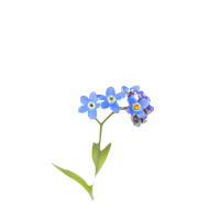 DALL_E_2023-09-01_21.15.53_-_a_single_forget_me_not_flower__with_white_background-removebg-preview